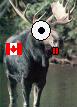 Canadian Moose Inc. Logo